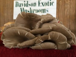 Davidsons-Mushrooms-251x188